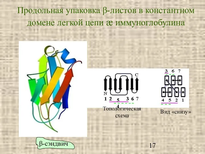 Продольная упаковка β-листов в константном домене легкой цепи æ иммуноглобулина 5