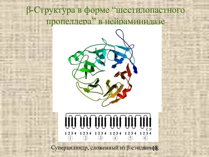 β-Cтруктура в форме “шестилопастного пропеллера” в нейраминидазе Суперцилиндр, сложенный из β-сэндвичей