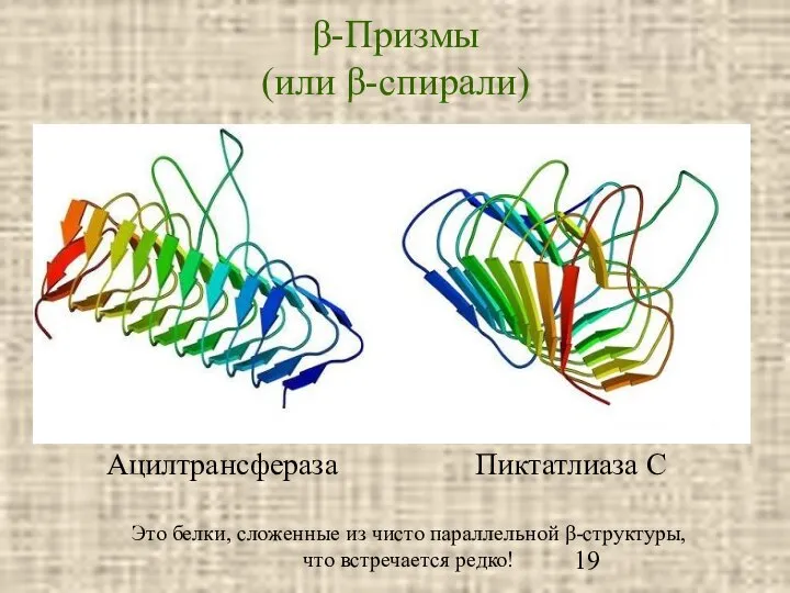 β-Призмы (или β-спирали) Ацилтрансфераза Пиктатлиаза С Это белки, сложенные из чисто параллельной β-структуры, что встречается редко!