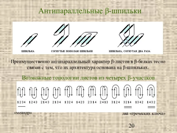 Антипараллельные β-шпильки Возможные топологии листов из четырех β-участков Преимущественно антипараллельный характер