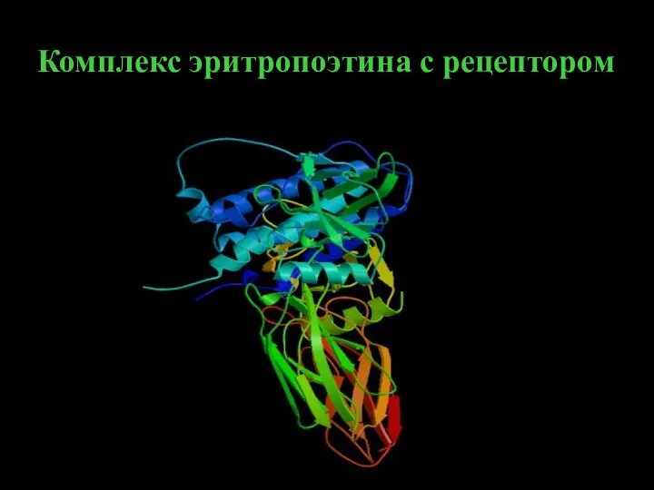 Комплекс эритропоэтина с рецептором.