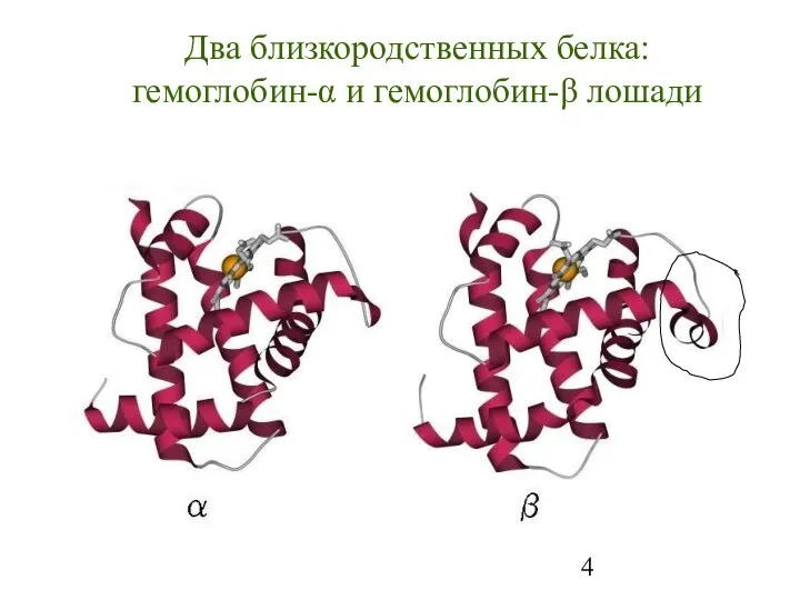 Два близкородственных белка: гемоглобин-α и гемоглобин-β лошади