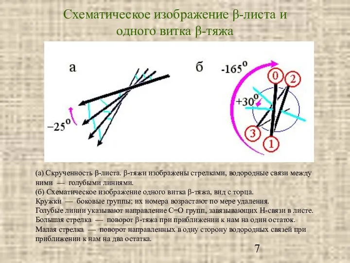 Схематическое изображение β-листа и одного витка β-тяжа (а) Скрученность β-листа. β-тяжи