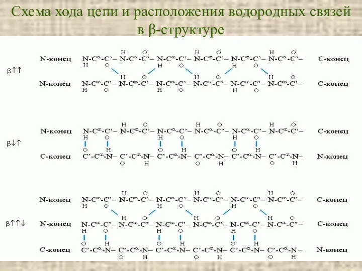 Схема хода цепи и расположения водородных связей в β-структуре