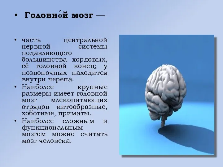 Головно́й мозг — часть центральной нервной системы подавляющего большинства хордовых, её