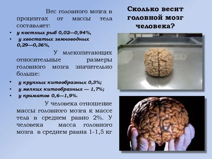 Сколько весит головной мозг человека? Вес головного мозга в процентах от