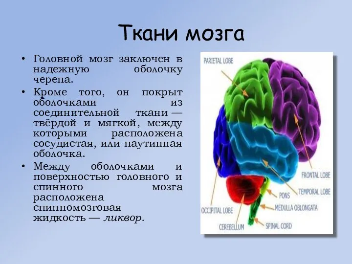 Ткани мозга Головной мозг заключен в надежную оболочку черепа. Кроме того,