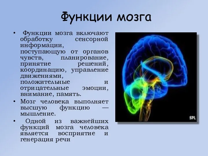 Функции мозга Функции мозга включают обработку сенсорной информации, поступающую от органов