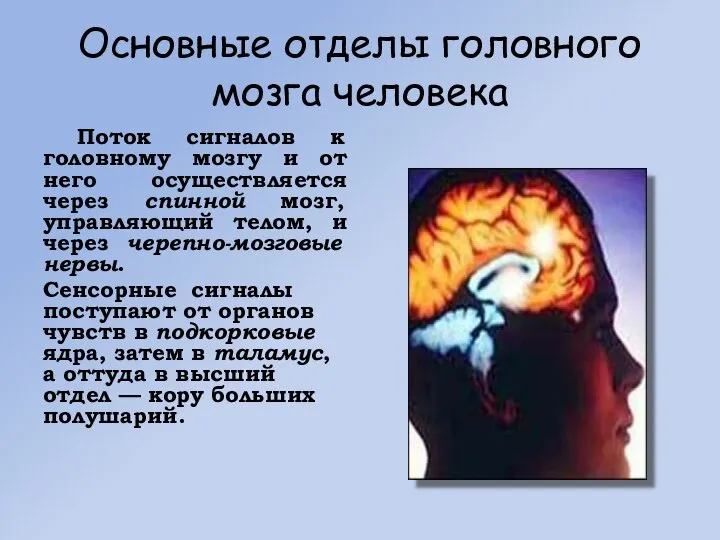Основные отделы головного мозга человека Поток сигналов к головному мозгу и