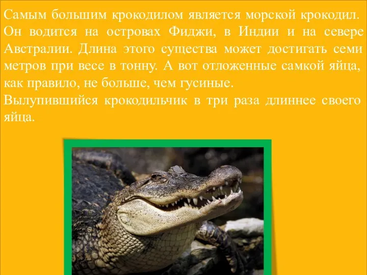 Самым большим крокодилом является морской крокодил. Он водится на островах Фиджи,