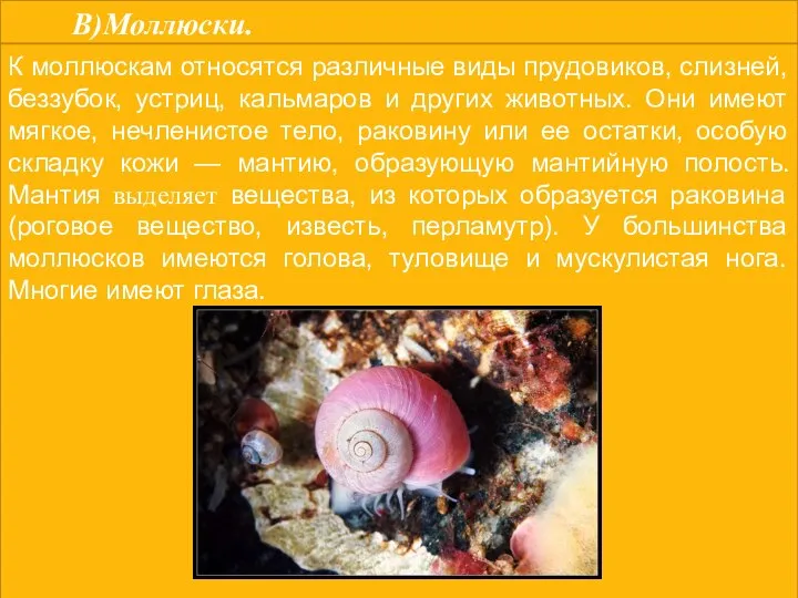 В)Моллюски. К моллюскам относятся различные виды прудовиков, слизней, беззубок, устриц, кальмаров