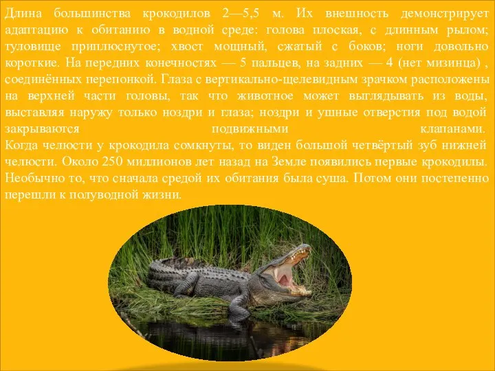 Длина большинства крокодилов 2—5,5 м. Их внешность демонстрирует адаптацию к обитанию