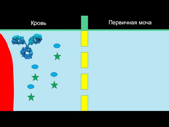 Кровь Первичная моча