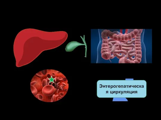 Энтерогепатическая циркуляция