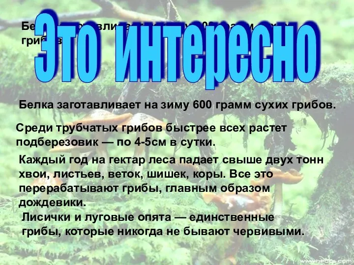 Белка заготавливает на зиму 600 грамм сухих грибов. Это интересно Белка