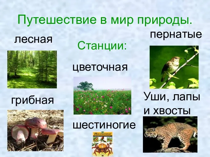 Путешествие в мир природы. Станции: лесная цветочная пернатые грибная Уши, лапы и хвосты шестиногие