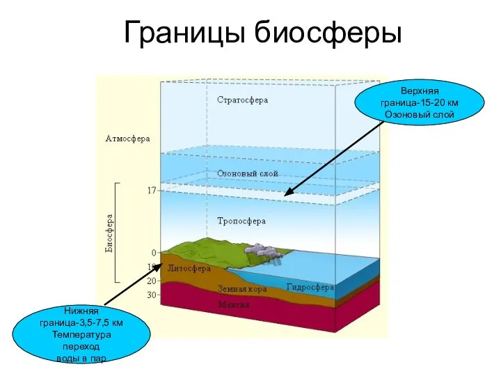 Границы биосферы Верхняя граница-15-20 км Озоновый слой Нижняя граница-3,5-7,5 км Температура переход воды в пар