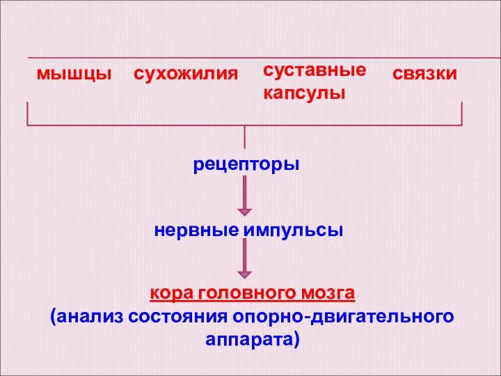 мышцы сухожилия суставные капсулы связки рецепторы нервные импульсы кора головного мозга (анализ состояния опорно-двигательного аппарата)