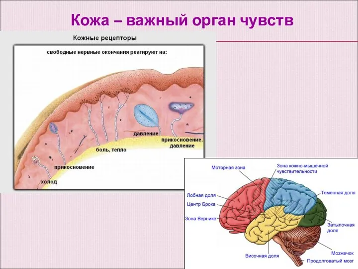 Кожа – важный орган чувств