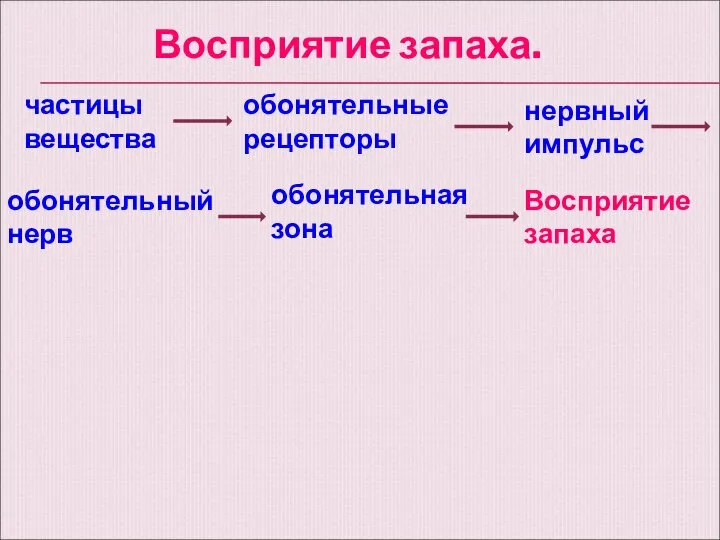 частицы вещества обонятельные рецепторы нервный импульс обонятельный нерв обонятельная зона Восприятие запаха. Восприятие запаха