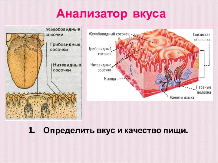 Анализатор вкуса Определить вкус и качество пищи.