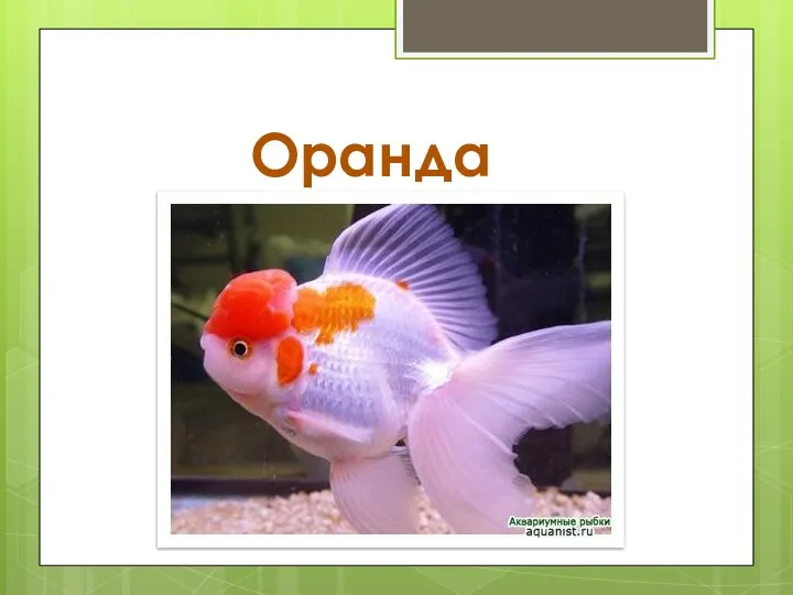 Оранда