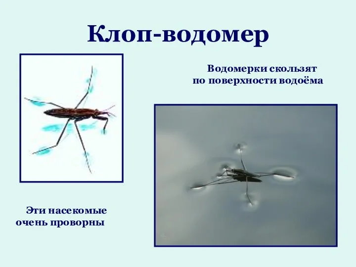 Клоп-водомер Водомерки скользят по поверхности водоёма Эти насекомые очень проворны