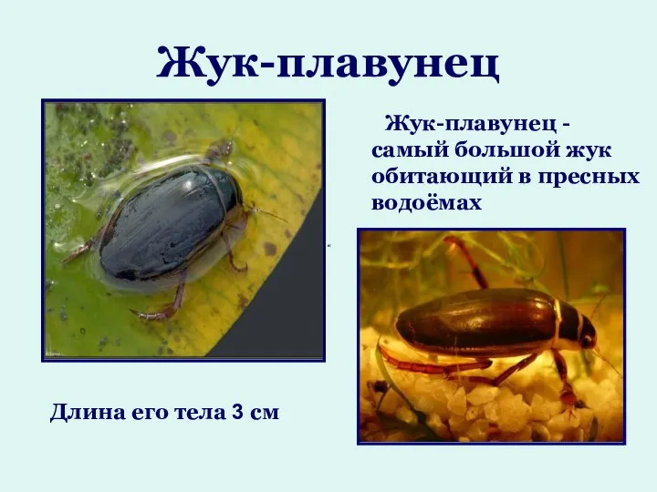 Жук-плавунец Жук-плавунец - самый большой жук обитающий в пресных водоёмах Длина его тела 3 см