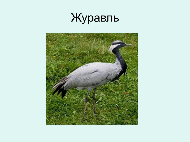 Журавль