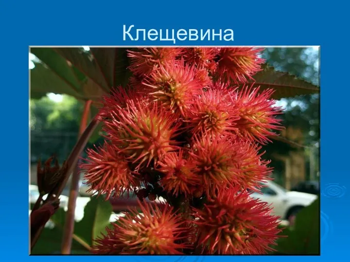 Клещевина