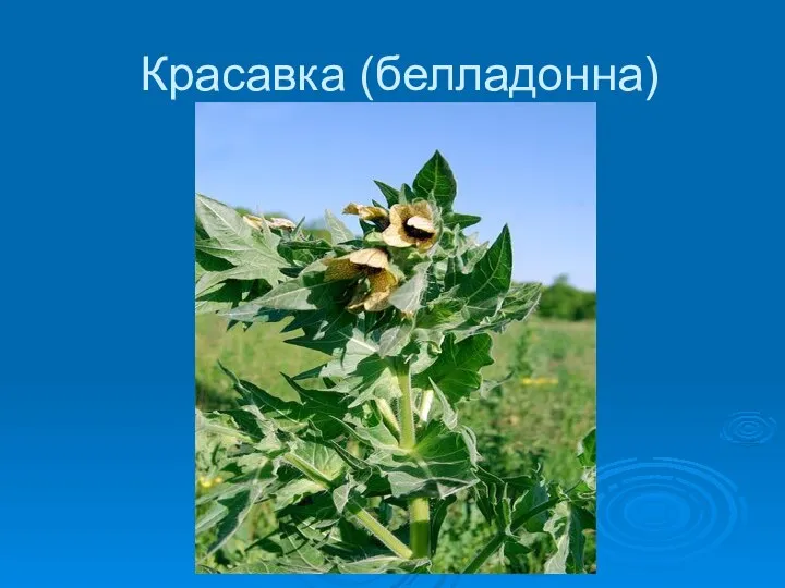 Красавка (белладонна)