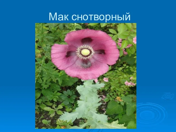 Мак снотворный