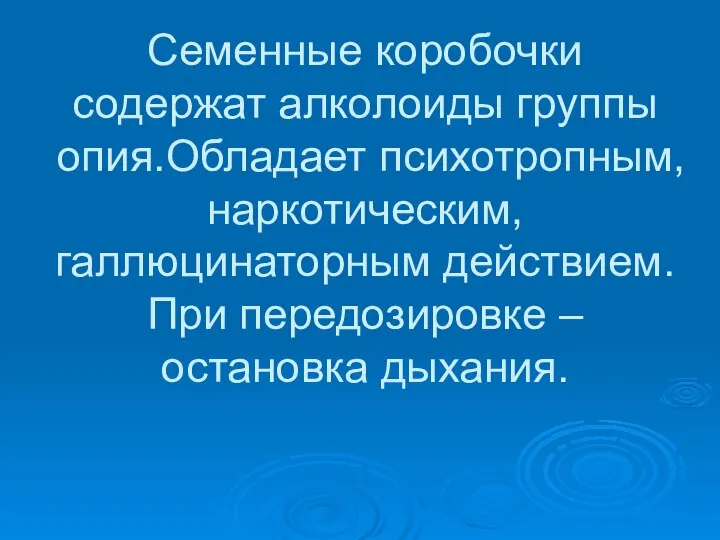 Семенные коробочки содержат алколоиды группы опия.Обладает психотропным, наркотическим, галлюцинаторным действием. При передозировке – остановка дыхания.