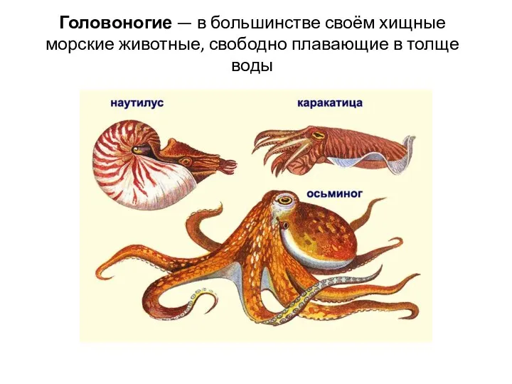 Головоногие — в большинстве своём хищные морские животные, свободно плавающие в толще воды