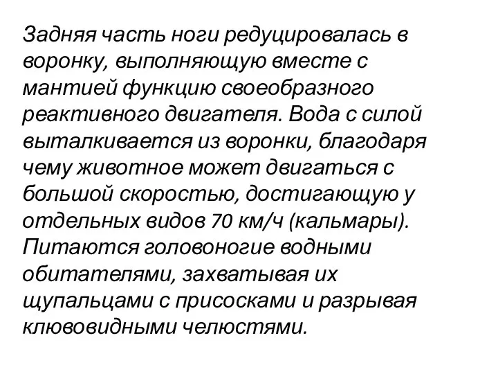 Задняя часть ноги редуцировалась в воронку, выполняющую вместе с мантией функцию