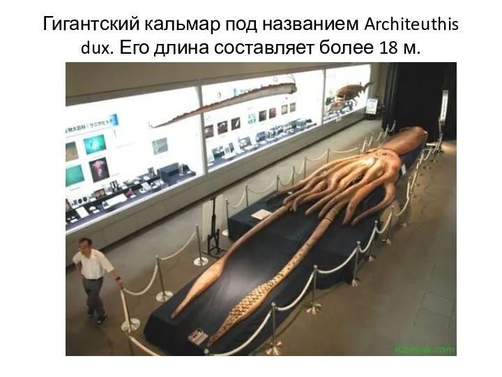 Гигантский кальмар под названием Architeuthis dux. Его длина составляет более 18 м.