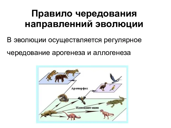 Правило чередования направленний эволюции В эволюции осуществляется регулярное чередование арогенеза и аллогенеза