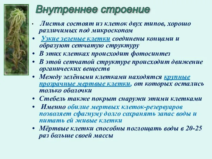 Внутреннее строение Листья состоят из клеток двух типов, хорошо различимых под