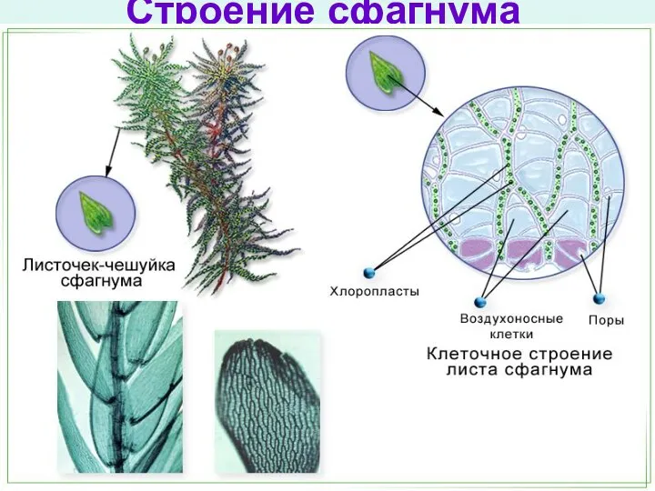 Строение сфагнума