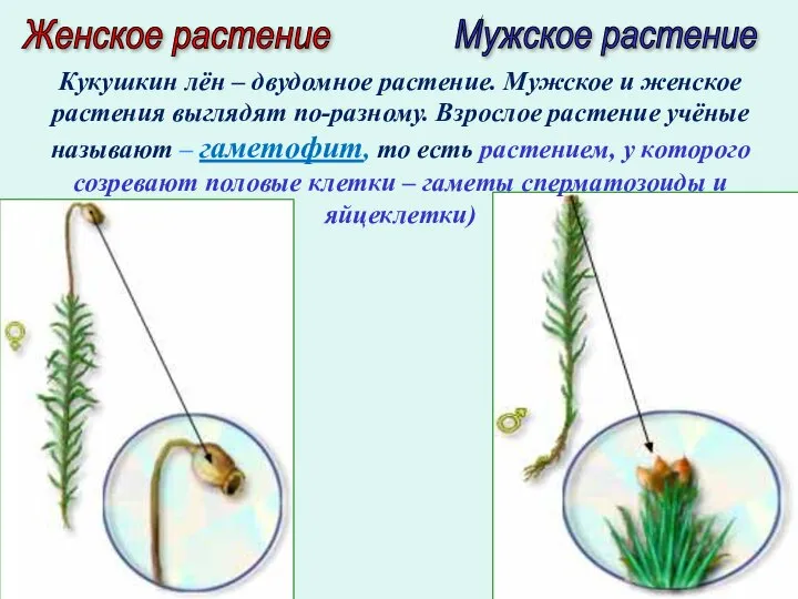 Женское растение Мужское растение Кукушкин лён – двудомное растение. Мужское и