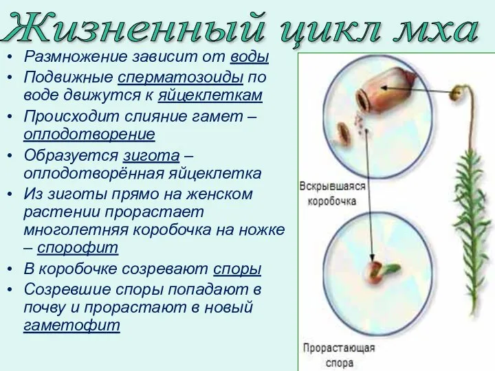 Жизненный цикл мха Размножение зависит от воды Подвижные сперматозоиды по воде