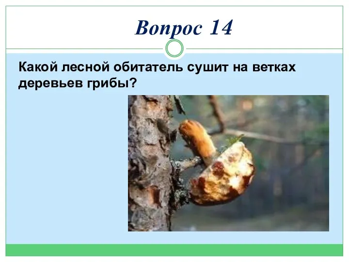 Какой лесной обитатель сушит на ветках деревьев грибы? Вопрос 14