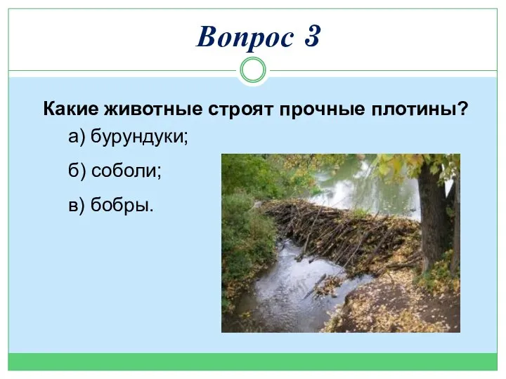 Какие животные строят прочные плотины? а) бурундуки; б) соболи; в) бобры. Вопрос 3