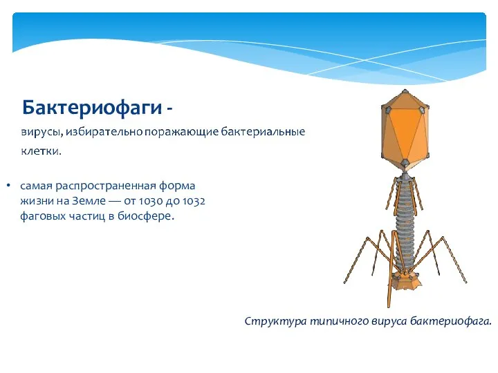 Бактериофаги - Структура типичного вируса бактериофага. самая распространенная форма жизни на