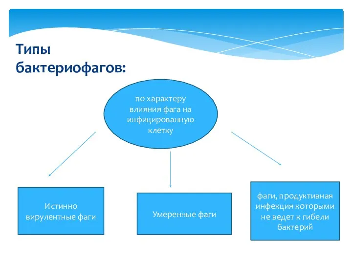 Типы бактериофагов: по характеру влияния фага на инфицированную клетку Истинно вирулентные