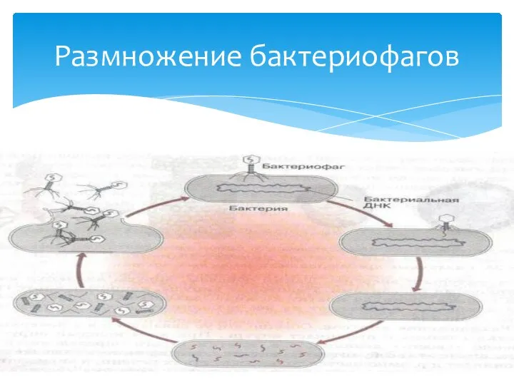 Размножение бактериофагов