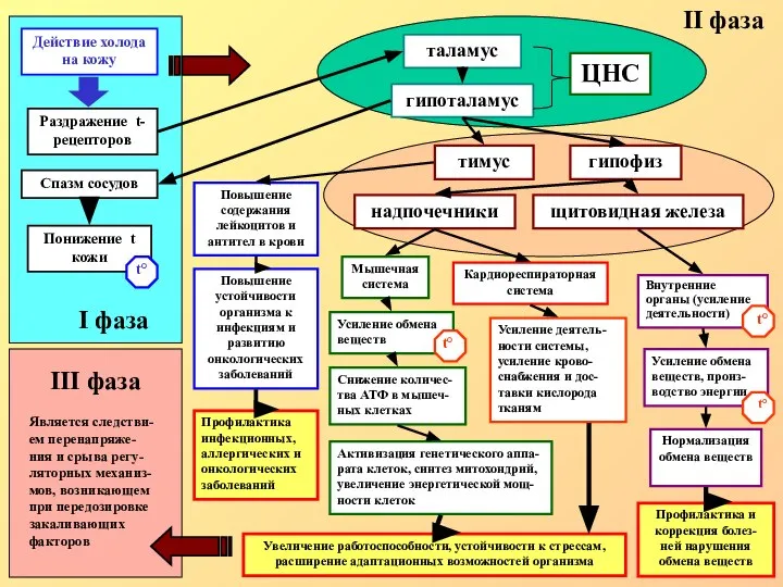 Действие холода на кожу Спазм сосудов Понижение t кожи Раздражение t-рецепторов