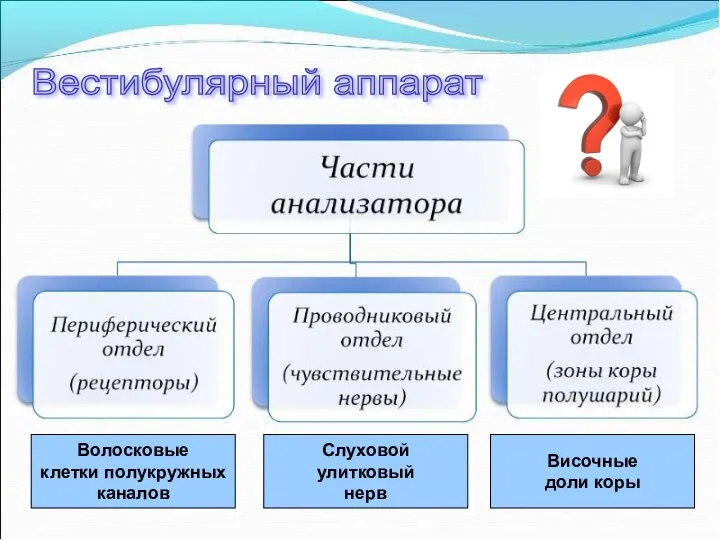 Вестибулярный аппарат Волосковые клетки полукружных каналов Слуховой улитковый нерв Височные доли коры