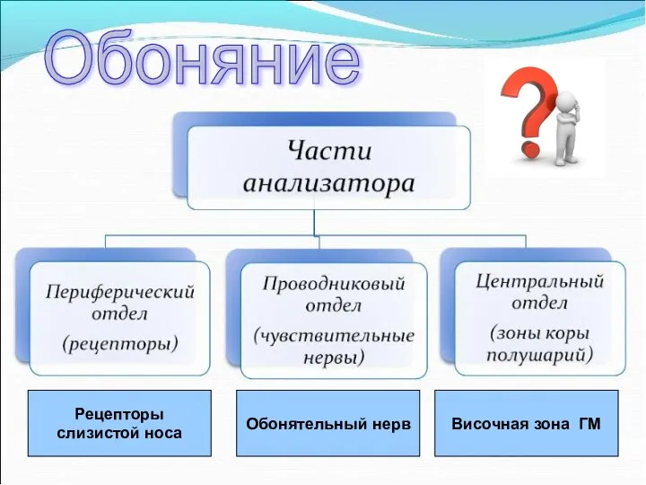 Обоняние Рецепторы слизистой носа Обонятельный нерв Височная зона ГМ