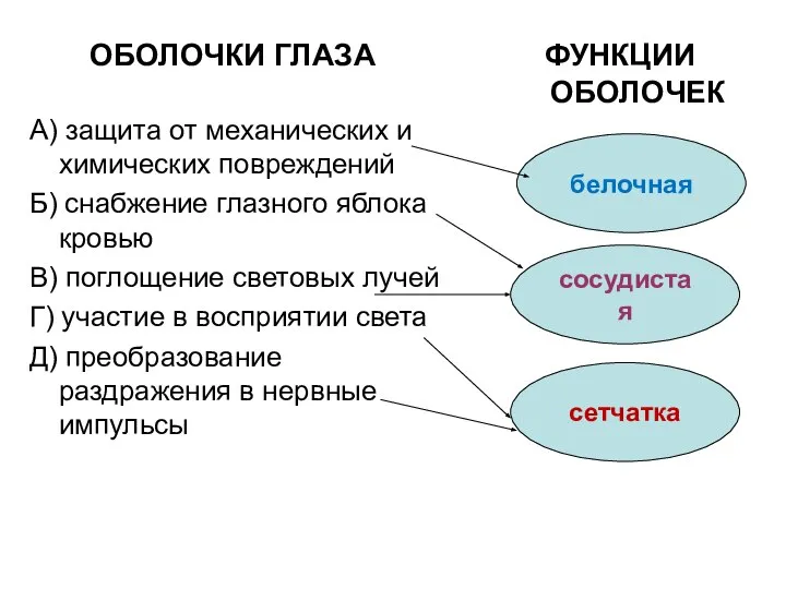 ОБОЛОЧКИ ГЛАЗА ФУНКЦИИ ОБОЛОЧЕК А) защита от механических и химических повреждений